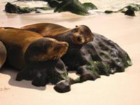 Sea lions resting, Galapagos Islands. Image credit: Ian Cooper